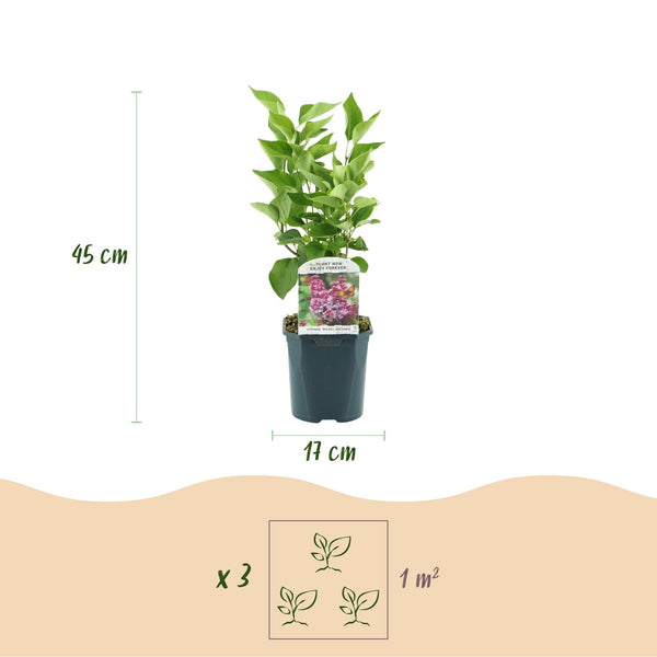 Gemeiner Flieder ‚Michel Buchner' – Syringa vulgaris – Ansicht 3