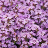 Frühblühender Thymian ‚Purple Beauty' – Thymus praecox – Ansicht 8