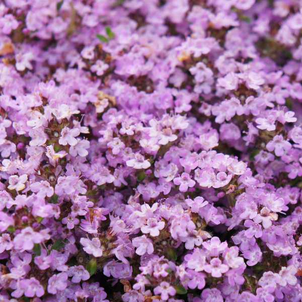 Frühblühender Thymian ‚Purple Beauty' – Thymus praecox – Ansicht 8