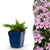 Polsterphlox ‚Rosette' – Phlox subulata
