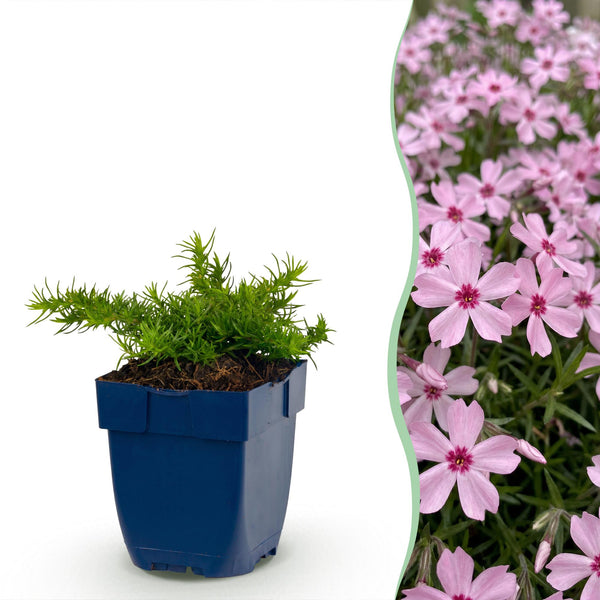 Polsterphlox ‚Rosette' – Phlox subulata