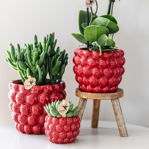 Übertopf Berry – Ansicht 5