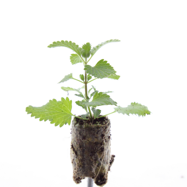 Katzenminze – Nepeta – Ansicht 3