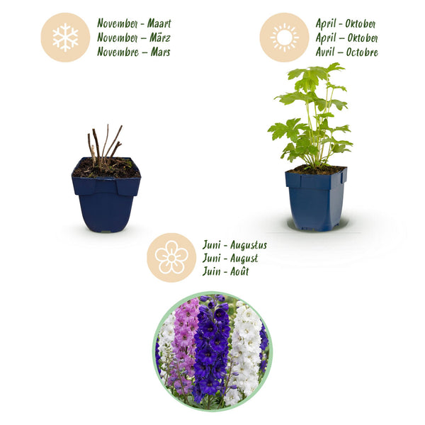 Rittersporn Tricolour – Delphinium – Ansicht 4
