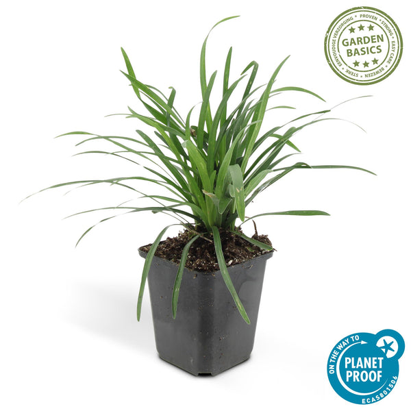 Lilientraube ‚Big Blue' – Liriope muscari – Ansicht 3