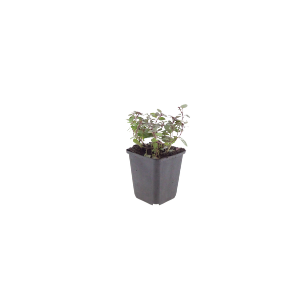 Dost ‚Herrenhausen' – Origanum laevigatum – Ansicht 2