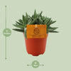 Dickblatt ‚Tenelli' – Crassula – Ansicht 2