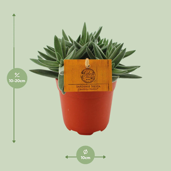 Dickblatt ‚Tenelli' – Crassula – Ansicht 2