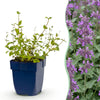 Katzenminze ‚Grog' – Nepeta racemosa – 1 Stück