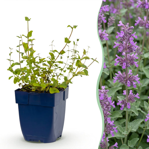 Katzenminze ‚Grog' – Nepeta racemosa – 1 Stück