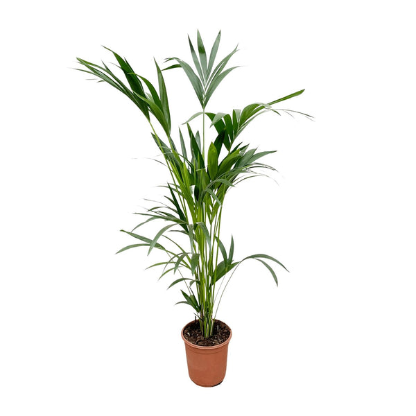 Kentiapalme – Howea forsteriana