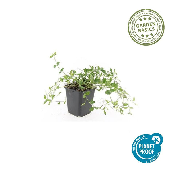 Kleines Immergrün ‚Gertrude Jekyll' – Vinca minor – Ansicht 4