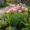 Gefüllte Tulpe ‚Double Pink' – Tulipa – Ansicht 2