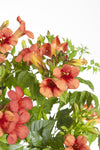 Trompetenblume ‚Summer Jazz Fire Trumpet' – Campsis radicans – Ansicht 2