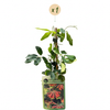 Geißschlinge ‚Dropmore Scarlet' – Lonicera × brownii – Ansicht 2