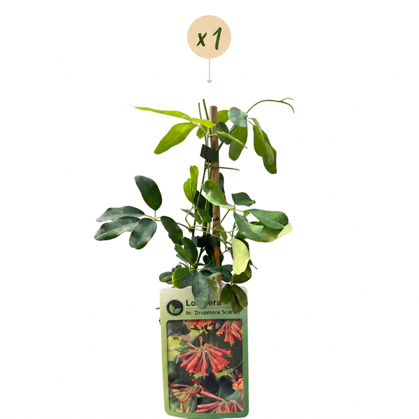 Geißschlinge ‚Dropmore Scarlet' – Lonicera × brownii – Ansicht 2