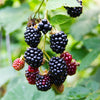 Brombeere ‚Triple Crown' – Rubus fruticosus – Ansicht 4