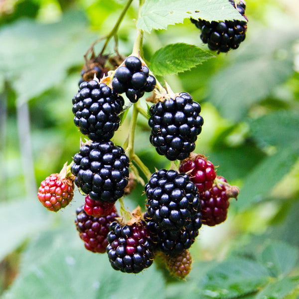 Brombeere ‚Triple Crown' – Rubus fruticosus – Ansicht 4