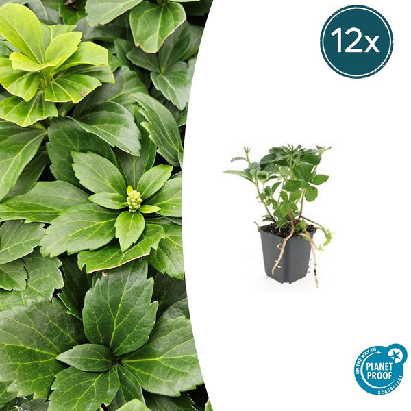 Dickmännchen – Pachysandra terminalis
