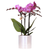 Orchidee ‚Vienna' – Phalaenopsis