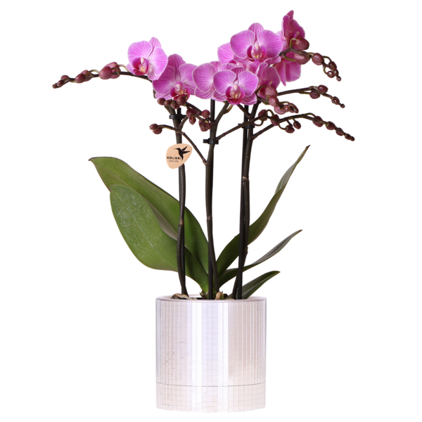 Orchidee ‚Vienna' – Phalaenopsis