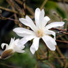 Sternmagnolie – Magnolia stellata – Ansicht 3