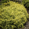 Kriechspindel ‚Emerald 'n Gold' – Euonymus fortunei – Ansicht 6