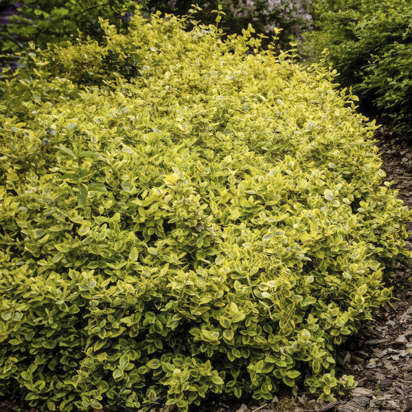 Kriechspindel ‚Emerald 'n Gold' – Euonymus fortunei – Ansicht 6