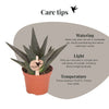 Haworthia ‚Royal Highness' – Ansicht 8