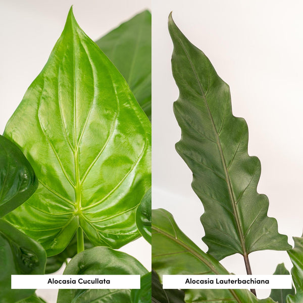 Alocasia-Set „Duo Cucullata & Lauterbachiana" – Alocasia cucullata und Alocasia lauterbachiana – Ansicht 3