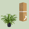 Nestfarn ‚Crissie' – Asplenium nidus – Ansicht 3