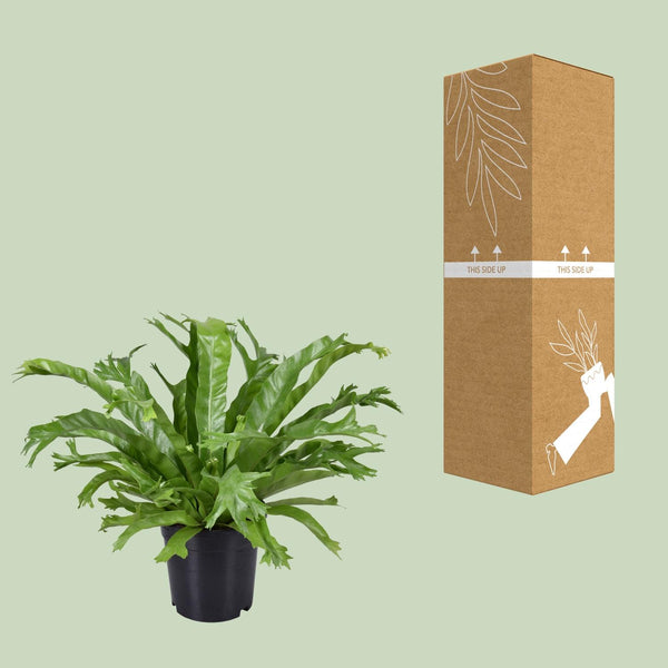 Nestfarn ‚Crissie' – Asplenium nidus – Ansicht 3