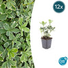 Dickmännchen ‚Variegata' – Pachysandra terminalis