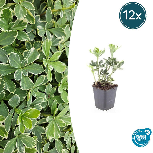 Dickmännchen ‚Variegata' – Pachysandra terminalis