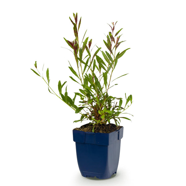 Prachtkerze ‚Florgauros' – Gaura lindheimeri – Ansicht 2