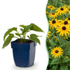 Sonnenhut ‚Goldsturm' – Rudbeckia fulgida
