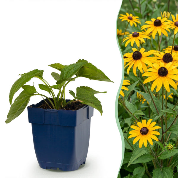 Sonnenhut ‚Goldsturm' – Rudbeckia fulgida