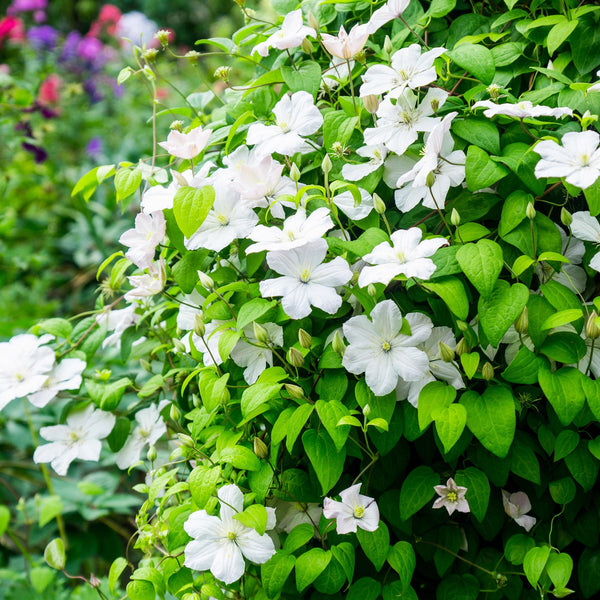 Waldrebe ‚Madame Le Coultre' – Clematis – Ansicht 5