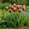 Tulpe ‚My Favourite Topping' – Tulipa – Ansicht 2