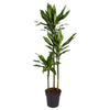 Drachenbaum ‚Cintho' – Dracaena