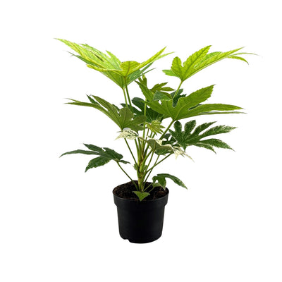 Zimmeraralie ‚Spider Web' – Fatsia japonica