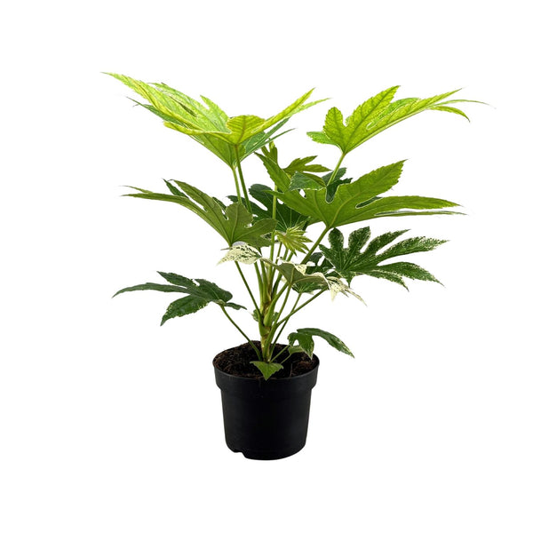 Zimmeraralie ‚Spider Web' – Fatsia japonica