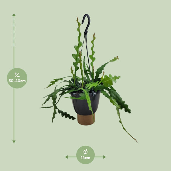 Fischgrätenkaktus – Epiphyllum anguliger – Ansicht 2