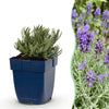 Lavendel ‚Dwarf Blue' – Lavandula angustifolia