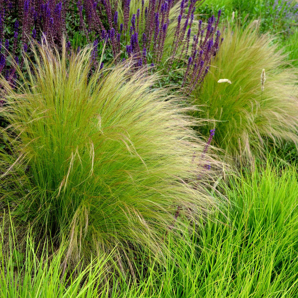 Zartes Federgras ‚Pony Tails' – Stipa tenuifolia – Ansicht 4