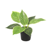 Kunstpflanze Philodendron Birkin