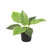 Kunstpflanze Philodendron Birkin