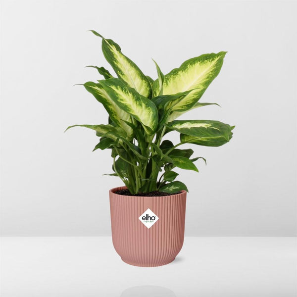 Dieffenbachia ‚Camilla' – Dieffenbachia seguine – Ansicht 12