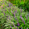 Lilientraube ‚Moneymaker' – Liriope muscari – Ansicht 10