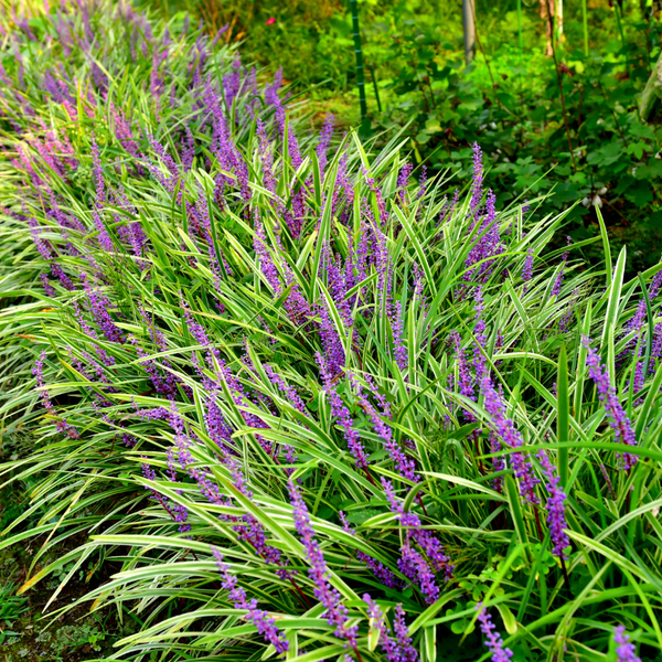 Lilientraube ‚Moneymaker' – Liriope muscari – Ansicht 10
